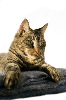 Staring Cat Royalty Free Stock Image Staring Cat Royalty Free Stock Image