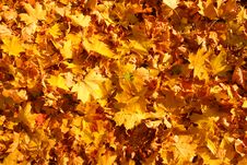Fallen Leaves Stock Photography