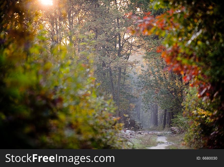 Landscape made of autumn forest and distant path