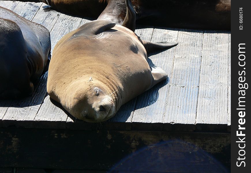 A Seal basks at Pier 39 in San Francisco. A Seal basks at Pier 39 in San Francisco