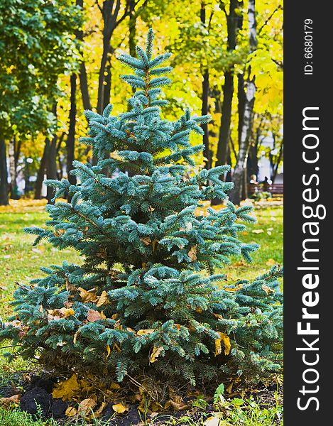 Coniferous tree in autumn park