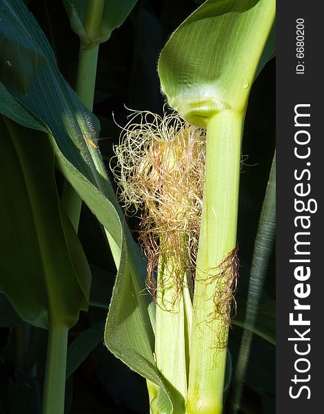 Closeup of Corn with silk in field. Closeup of Corn with silk in field