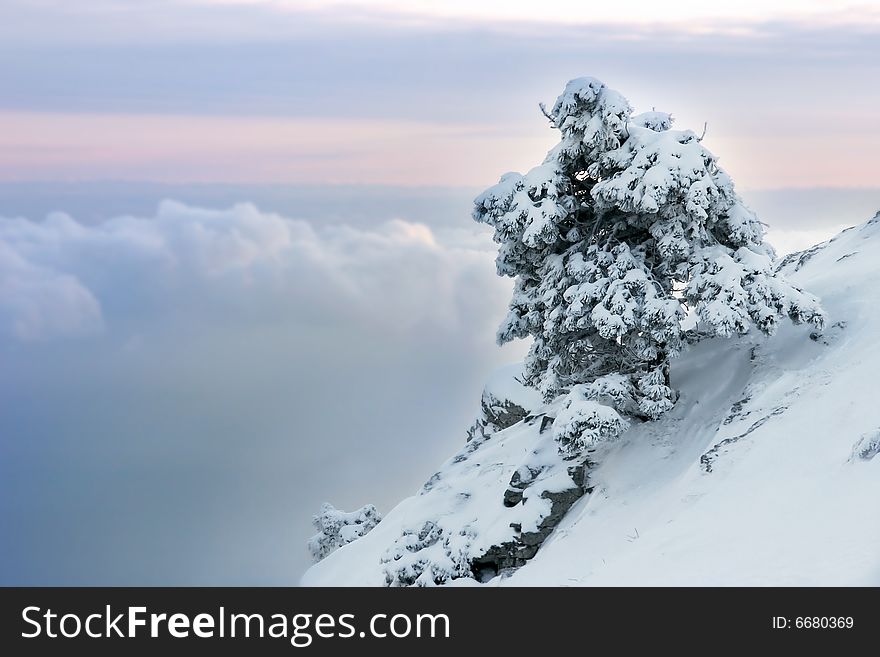 Alone pinetree covered with snow