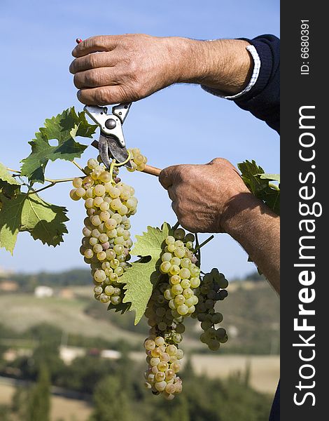 Harvester hands cutting grapes in tuscany