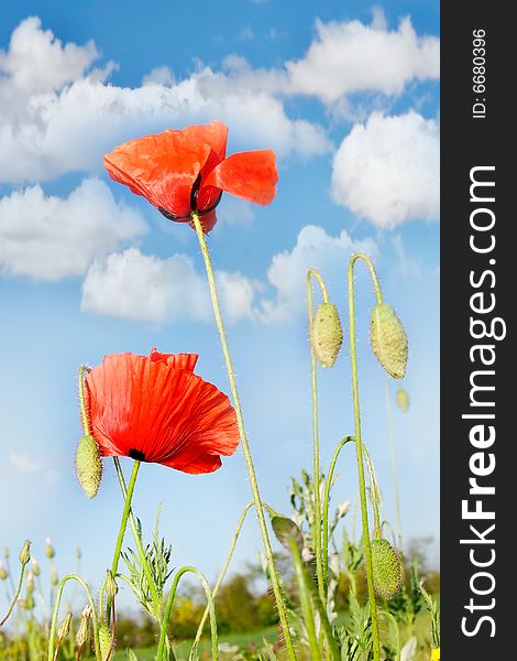 Red poppies on blue sky background