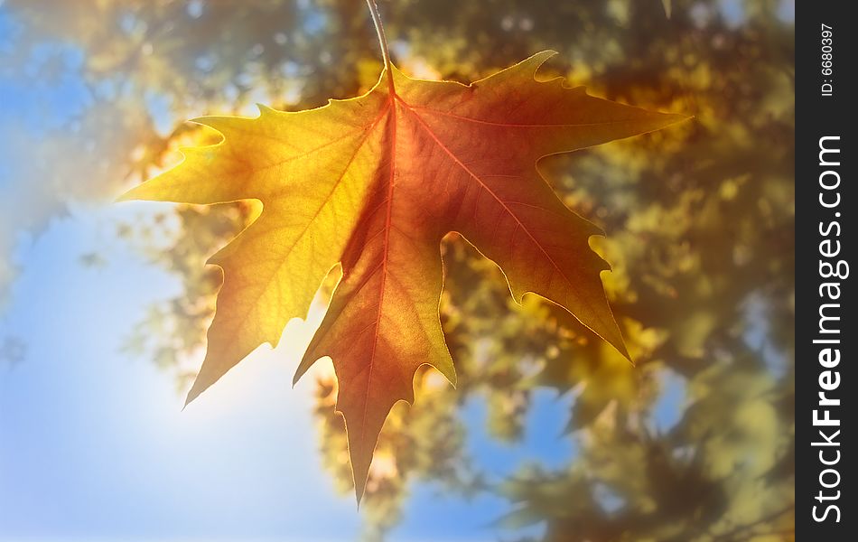 Close up of autumn leaves