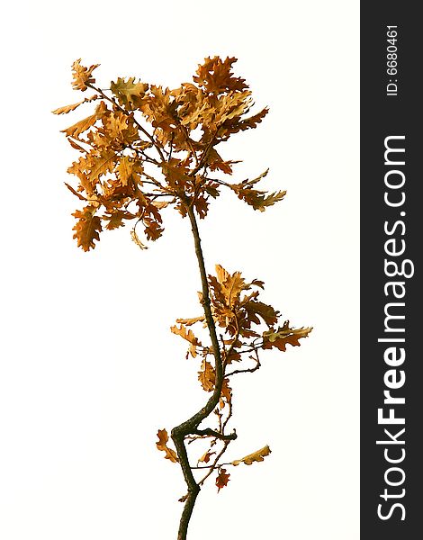 Oak branch over white background