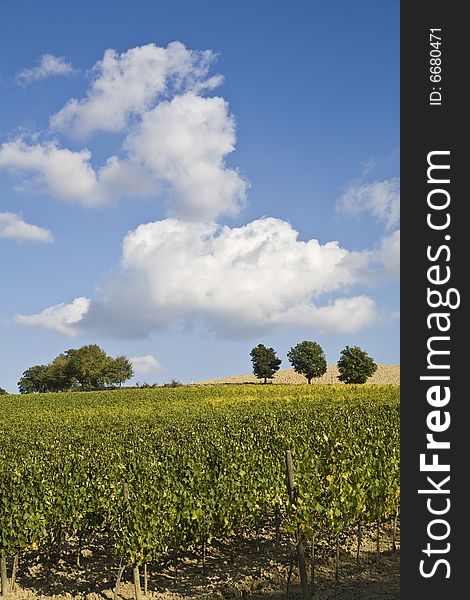 Beautiful vineyard in Tuscan, Italy. Beautiful vineyard in Tuscan, Italy