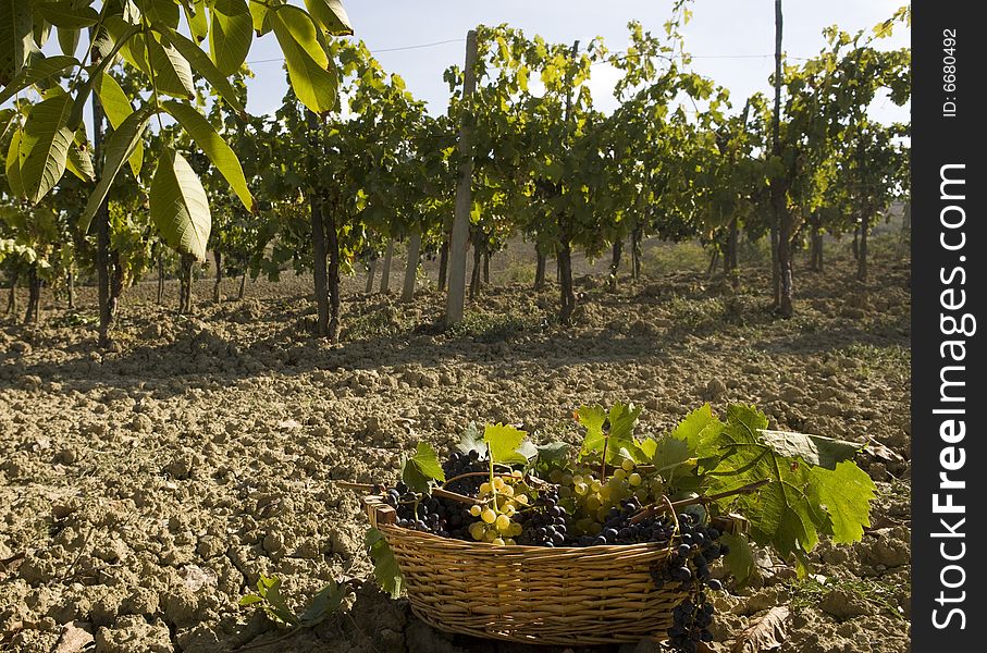 Basket of Grapes, after the vintage in Tuscan