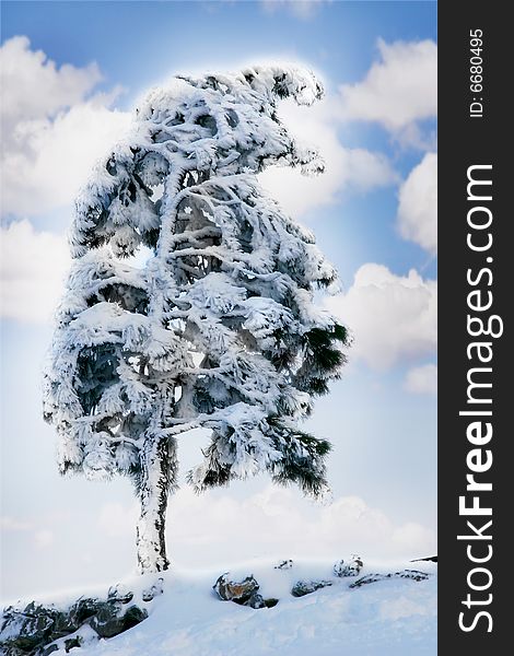 Pine tree covered with snow over sky background