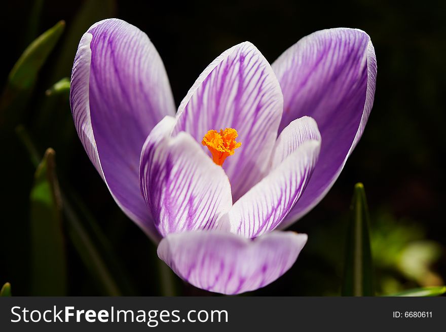 White-violet crocus