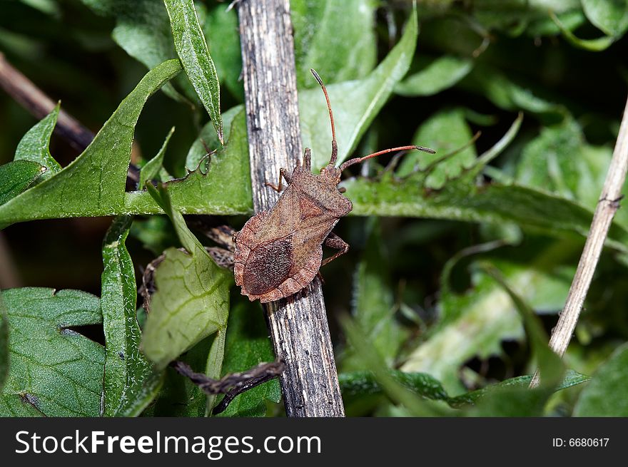 Hemipterans -  stinkbugs (Pentatomidae) close-up. Hemipterans -  stinkbugs (Pentatomidae) close-up
