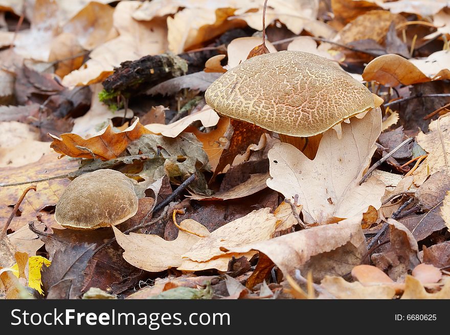 Xerocomus subtomentosus on grass in autumn