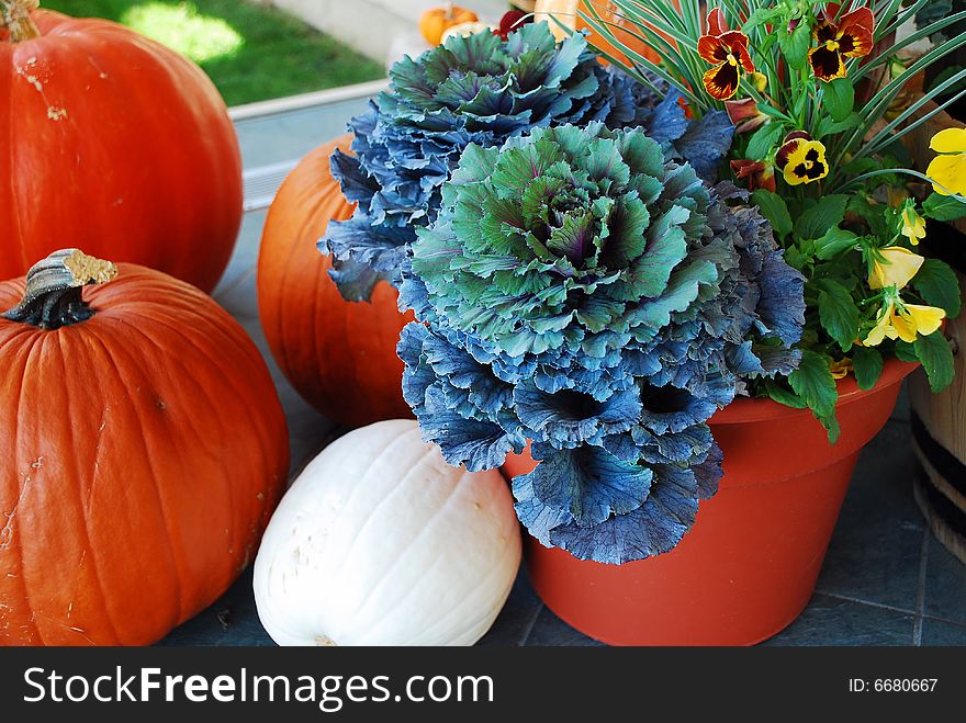 This is a shot of a few pumpkins.