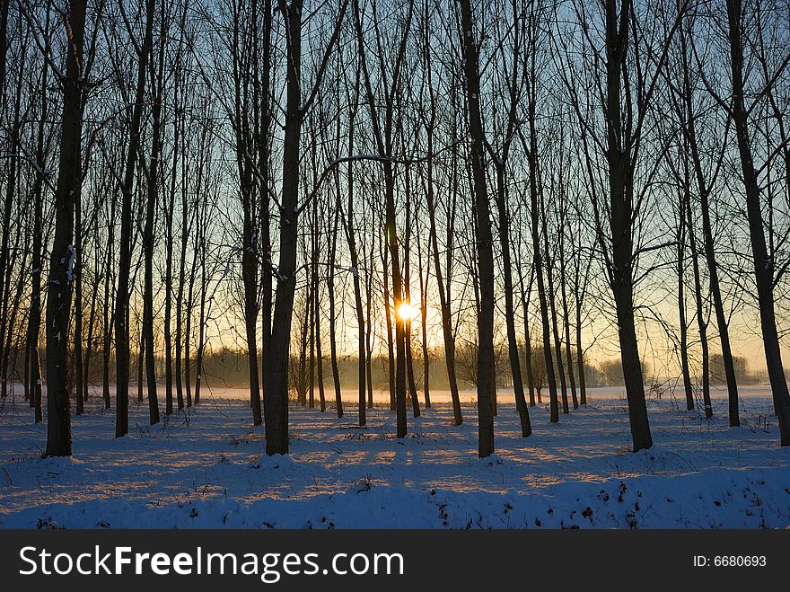 The Sun Among The Trees