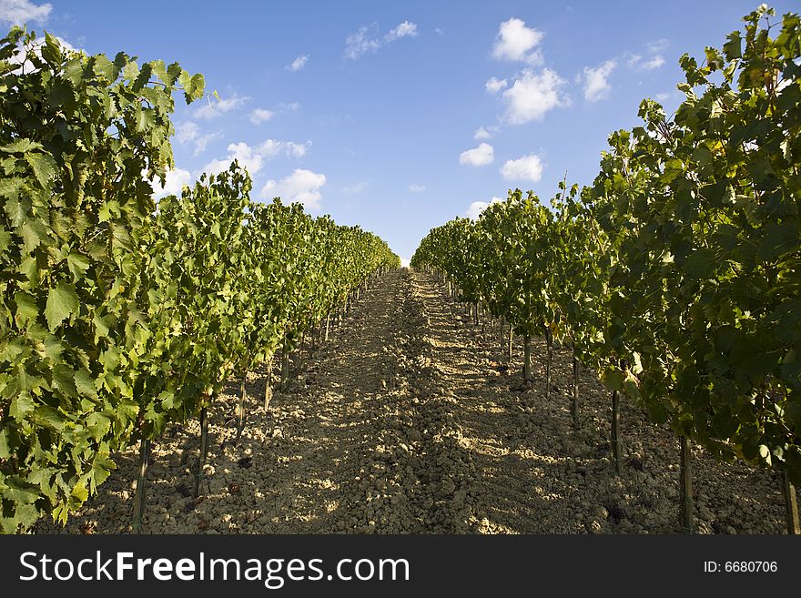 Vineyards