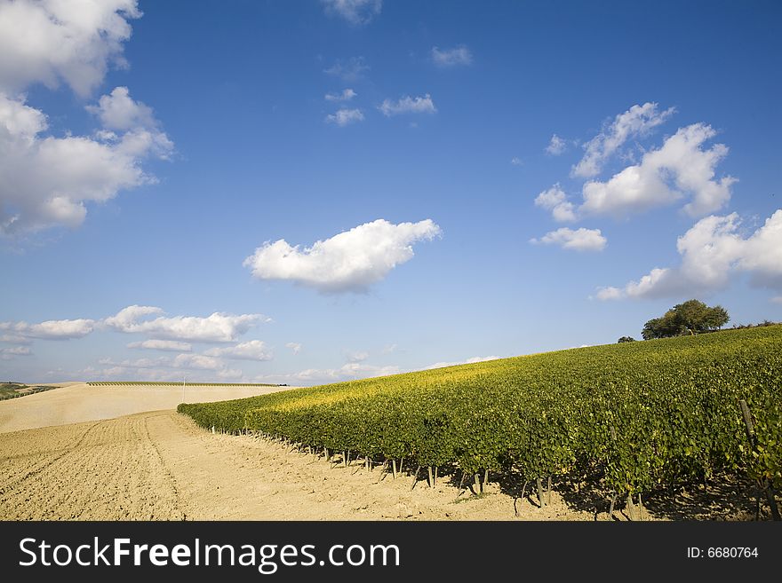 Beautiful vineyard in Tuscan, Italy. Beautiful vineyard in Tuscan, Italy