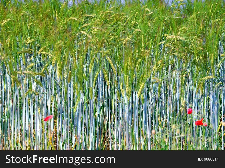 Wheat Ears