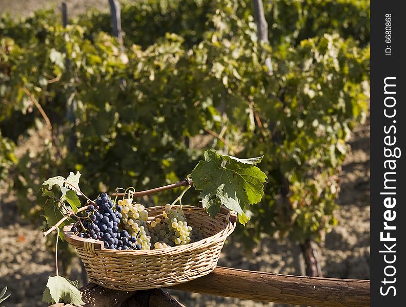 Basket of Grapes, after the vintage in Tuscan