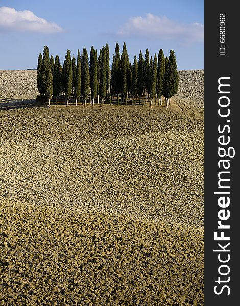 Image of a typical landscape in Tuscan with cypress. Image of a typical landscape in Tuscan with cypress