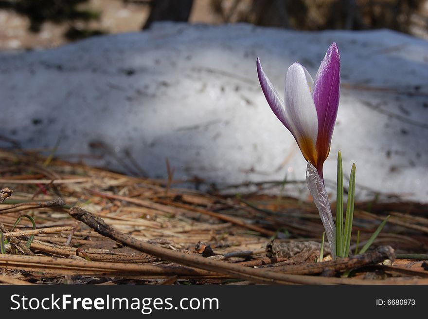 Crocus and snow on Ay-Petri