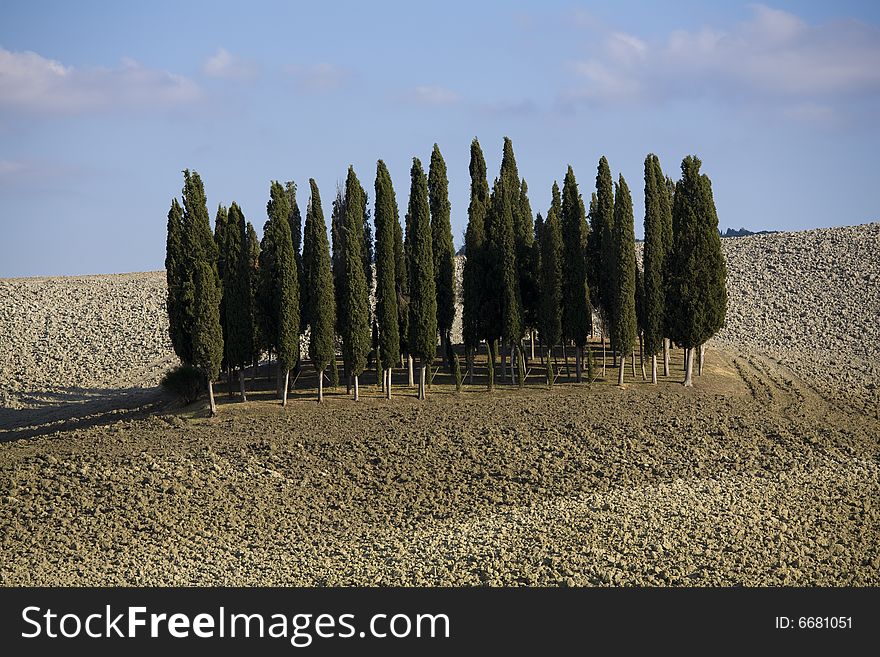Image of a typical landscape in Tuscan with cypress. Image of a typical landscape in Tuscan with cypress