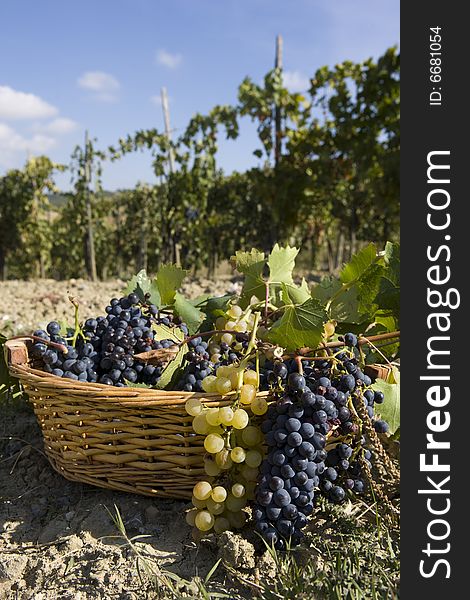 Basket of Grapes, after the vintage in Tuscan