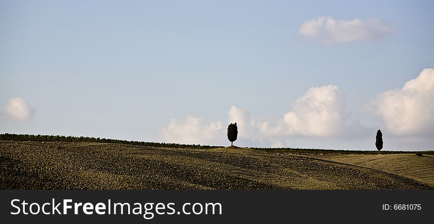 Cypress Tree On A Hill Top