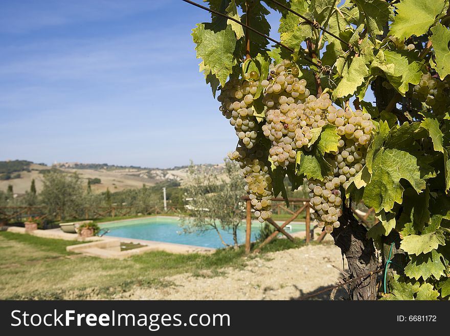 Close-up of green grapes in vine in the Tuscan countryside