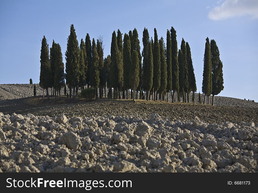 Image of a typical landscape in Tuscan with cypress, Val D'Orcia. Image of a typical landscape in Tuscan with cypress, Val D'Orcia