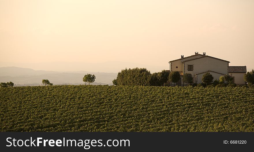 Beautiful vineyard in Tuscan at sunset, Italy. Beautiful vineyard in Tuscan at sunset, Italy