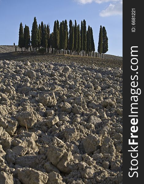 Image of a typical landscape in Tuscan with cypress, Val D'Orcia. Image of a typical landscape in Tuscan with cypress, Val D'Orcia