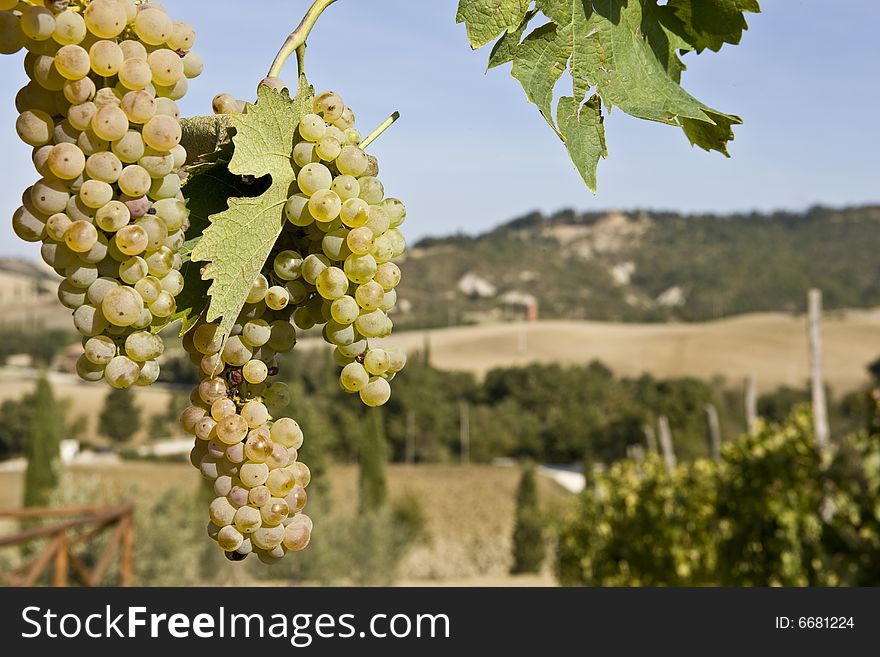 Close-up of green grapes in vine in the Tuscan countryside