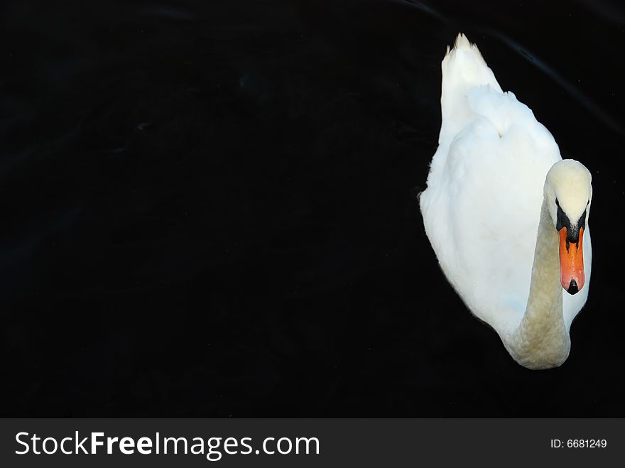 A swan floats serenely on the calm dark river water. A swan floats serenely on the calm dark river water.