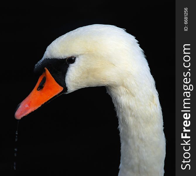 A close-up shot of a swan taking a drink, isolated on a dark background. A close-up shot of a swan taking a drink, isolated on a dark background.