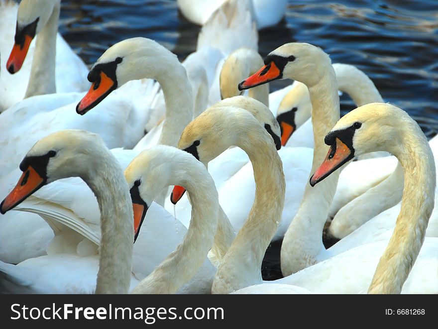 Many swans grouped together on the river. Many swans grouped together on the river.