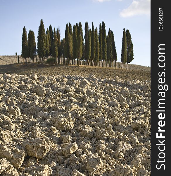 Image of a typical landscape in Tuscan with cypress, Val D'Orcia. Image of a typical landscape in Tuscan with cypress, Val D'Orcia