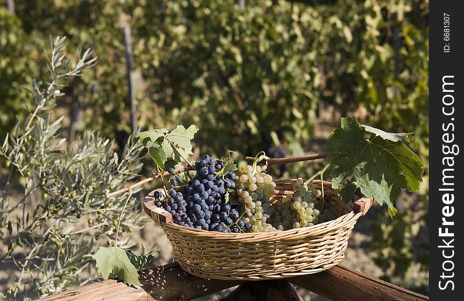 Basket of Grapes, after the vintage in the Tuscan countryside