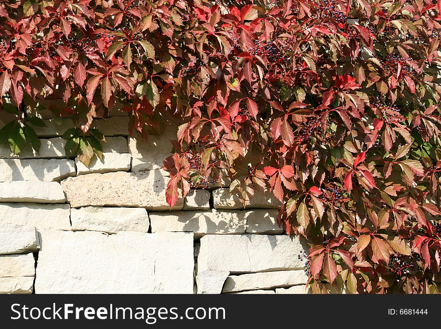 Red grape leaves on the stones wall. Could be used as a background.