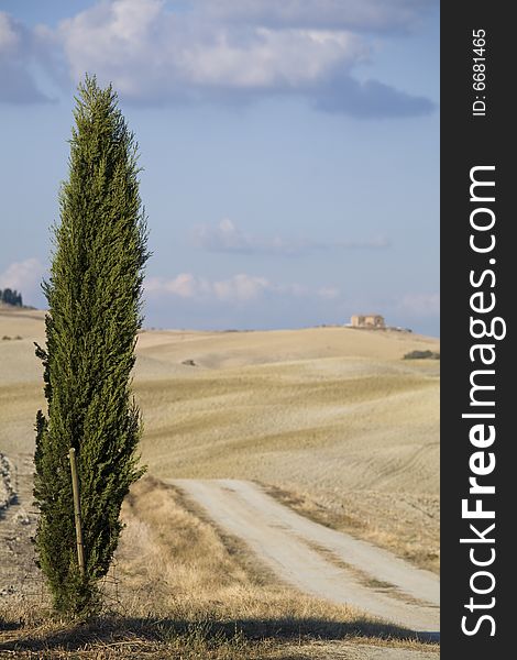 Cypress trees on the hill top - typical tuscan landscape. Cypress trees on the hill top - typical tuscan landscape