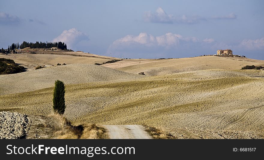 Cypress tree on a hill top