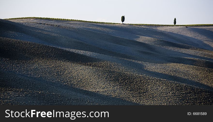 Cypress tree on a hill top