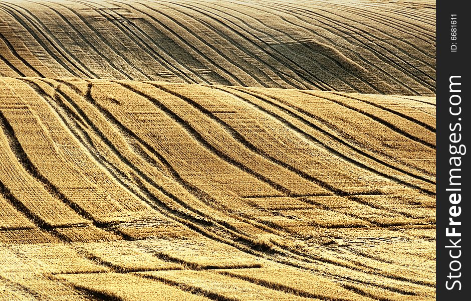Waves In The Field