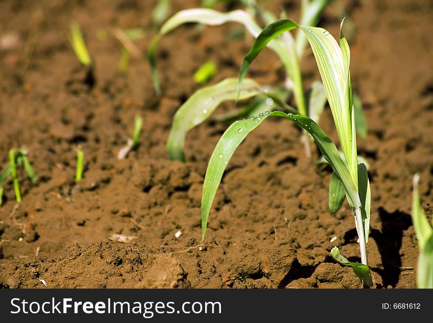 Plantation with sprouting seeds and irrigation duties