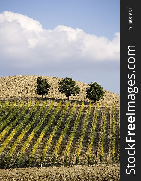 Beautiful vineyard in Tuscan, Italy. Beautiful vineyard in Tuscan, Italy