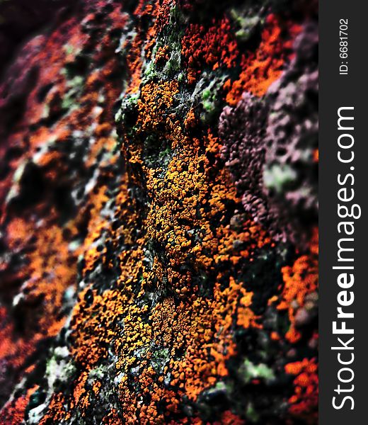 An abstract view of lichen covered rock. An abstract view of lichen covered rock.