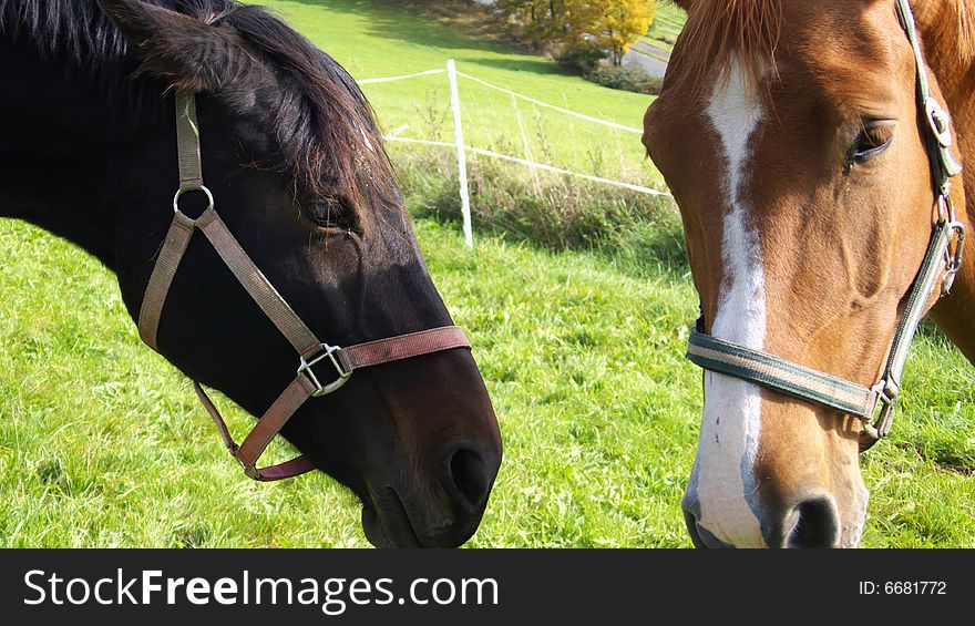 Portrait of two Horses on the Grazing Land