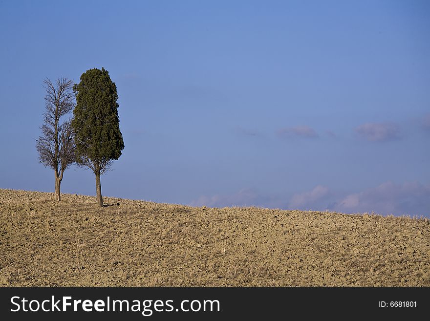 Cypress trees on the hill top - typical tuscan landscape. Cypress trees on the hill top - typical tuscan landscape
