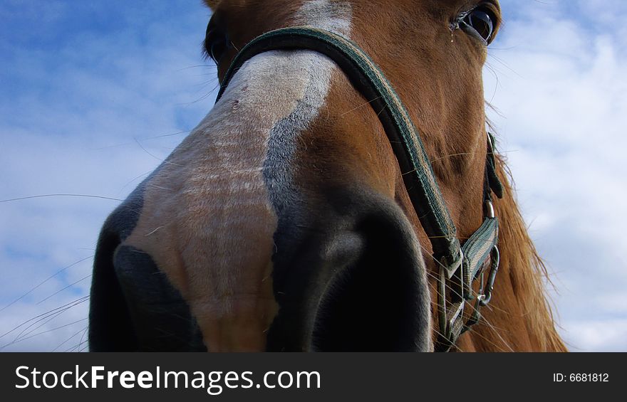 Close Up Portrait of a brown Horse. Close Up Portrait of a brown Horse