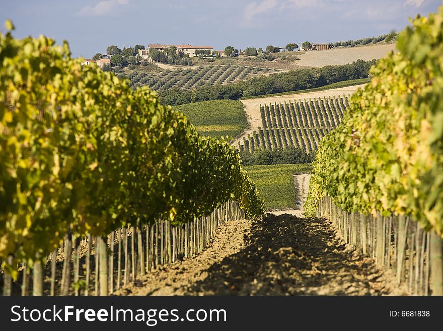 Vineyards at sunset